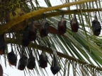 Flying Foxes on Palm